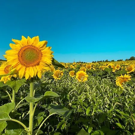 アパート Pflaumers *