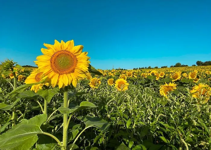 Appartement Pflaumers *